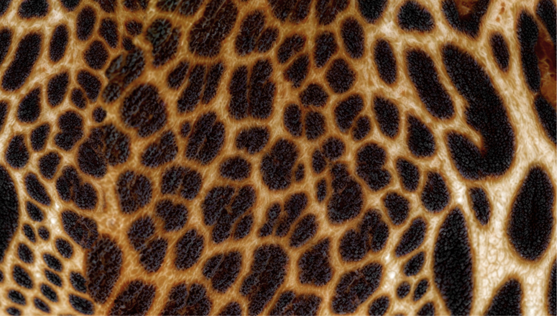 Exotic Leo: The Film